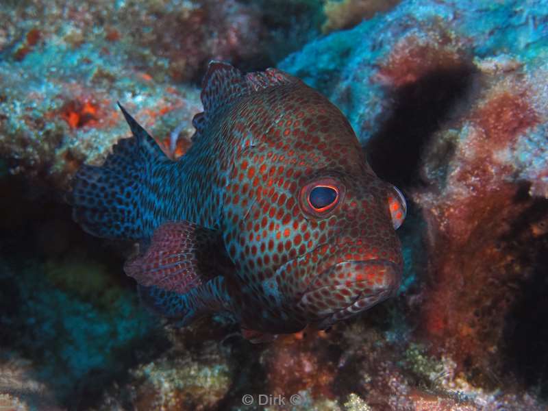 duiken cozumel mexico