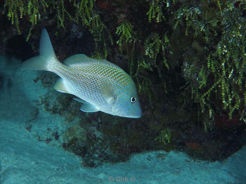 duiken cozumel mexico