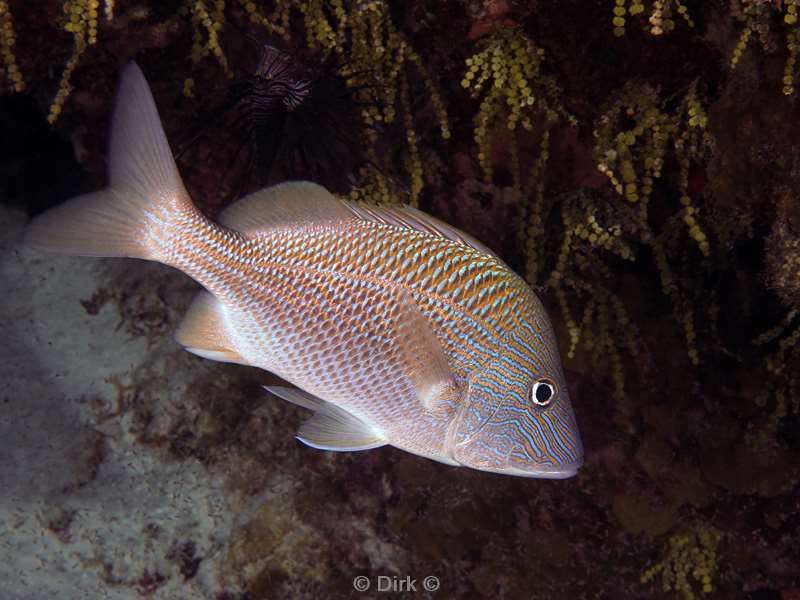 duiken cozumel mexico