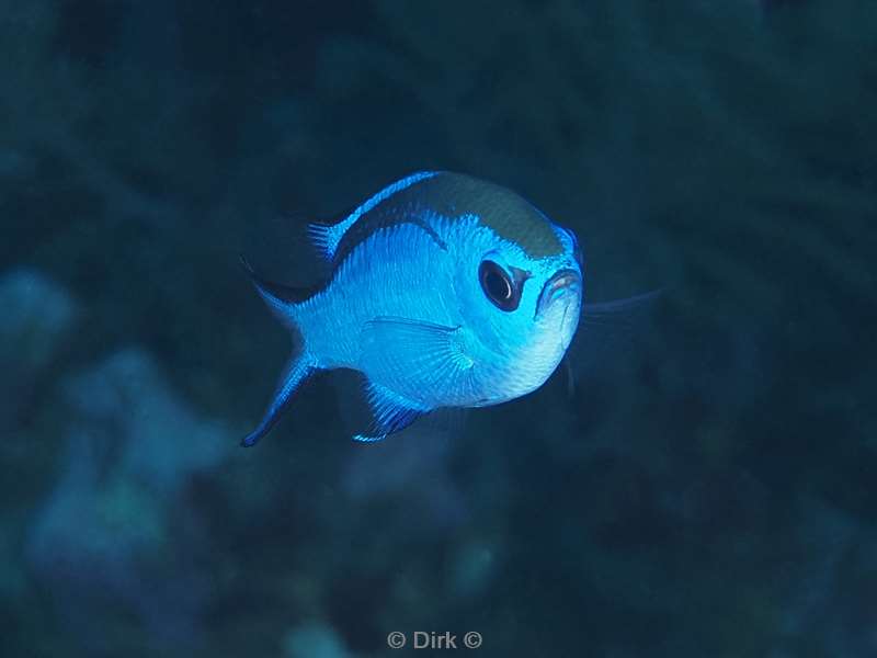 duiken mexico puerto aventuras