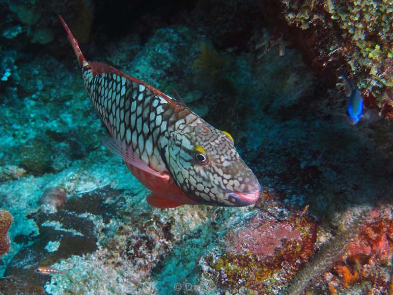 duiken mexico puerto aventuras