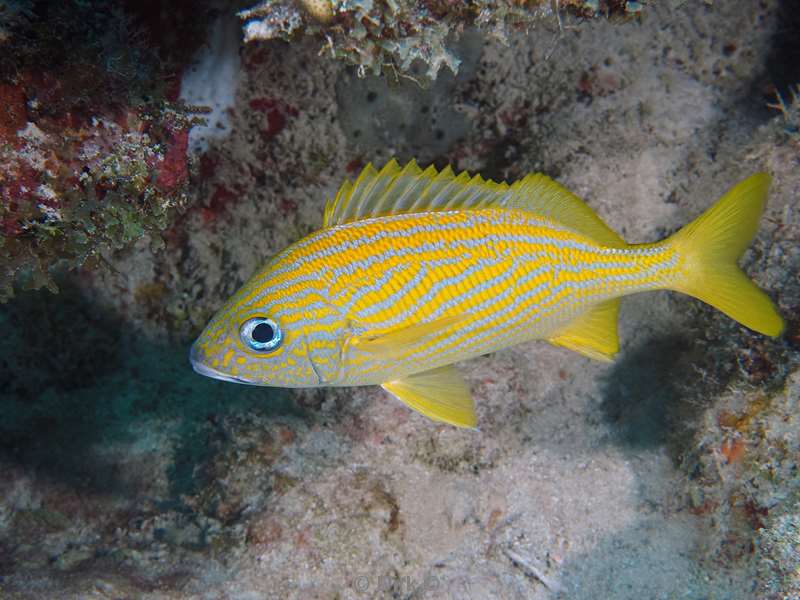 duiken mexico puerto aventuras