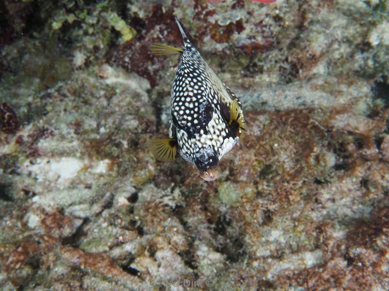 duiken puerto aventuras mexico