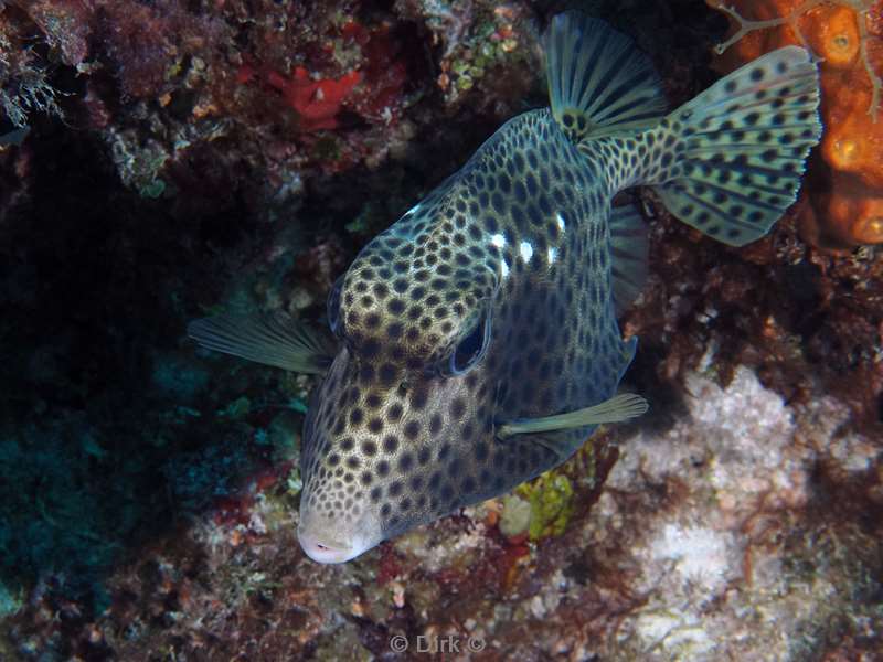 duiken puerto aventuras mexico