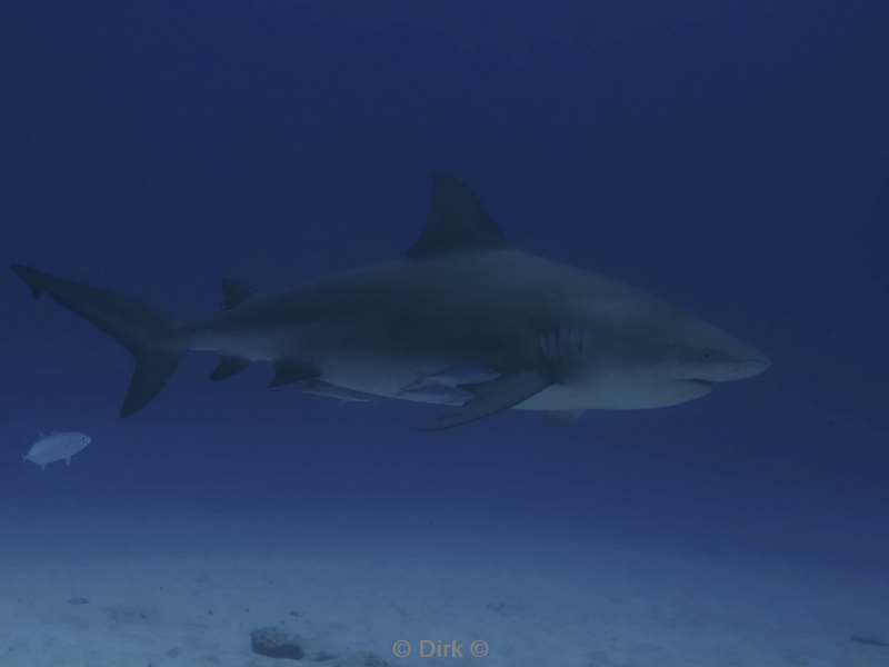 duiken playa del carmen mexico bull sharks