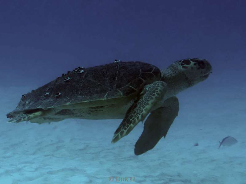 duiken playa del carmen mexico turtle