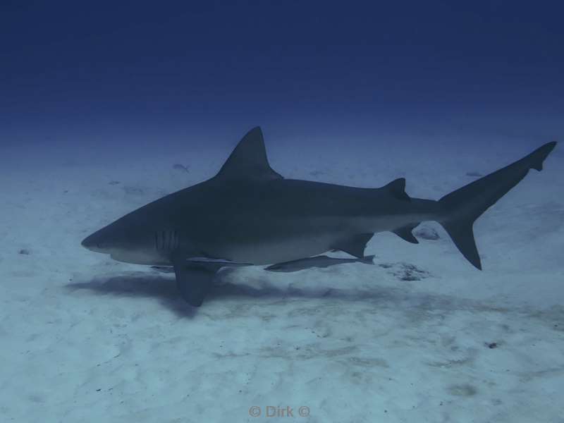 duiken playa del carmen mexico bull sharks