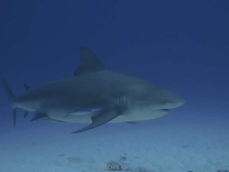 duiken playa del carmen mexico bull sharks