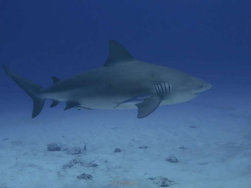 duiken playa del carmen mexico bull sharks