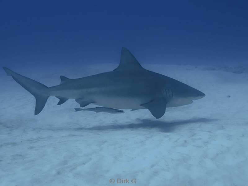 duiken playa del carmen mexico bull sharks