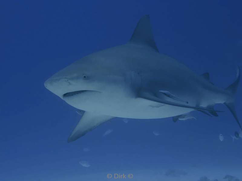 duiken playa del carmen mexico bull sharks