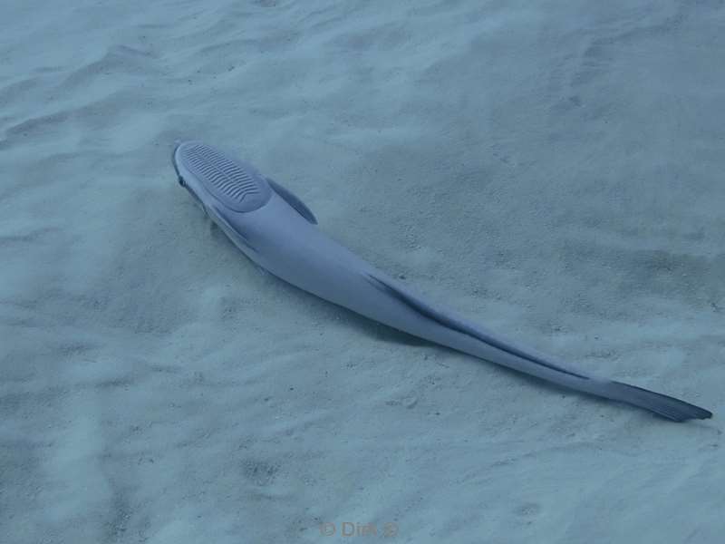 duiken playa del carmen mexico bull sharks