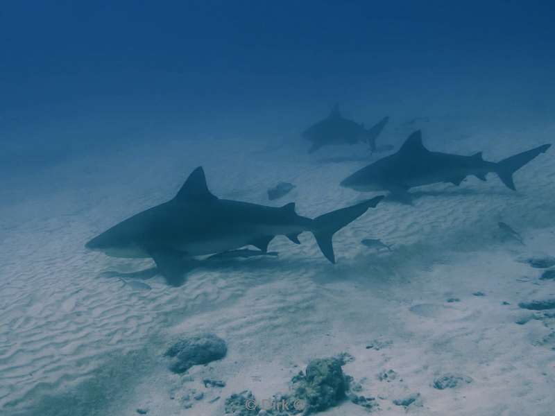 duiken playa del carmen mexico bull sharks