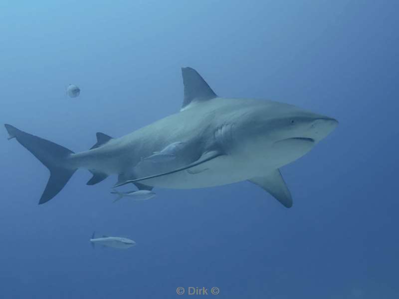 duiken playa del carmen mexico bull sharks