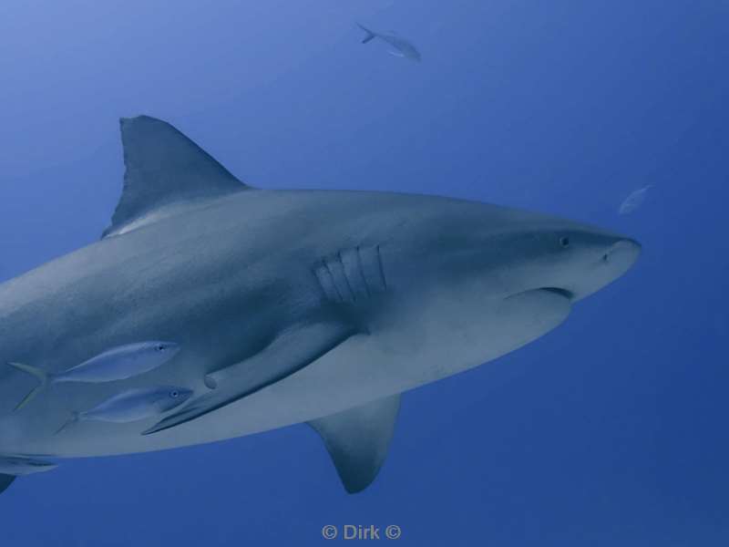 duiken playa del carmen mexico bull sharks