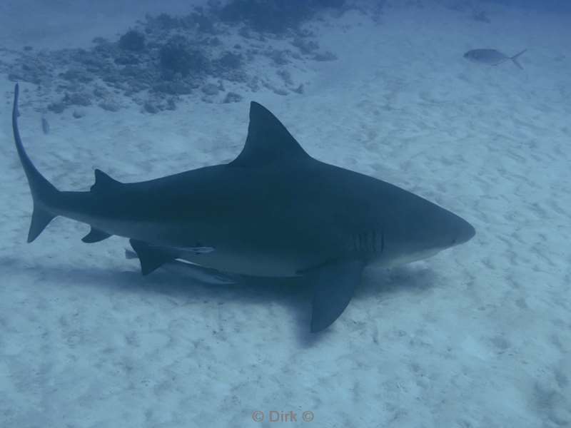 duiken playa del carmen mexico bull sharks