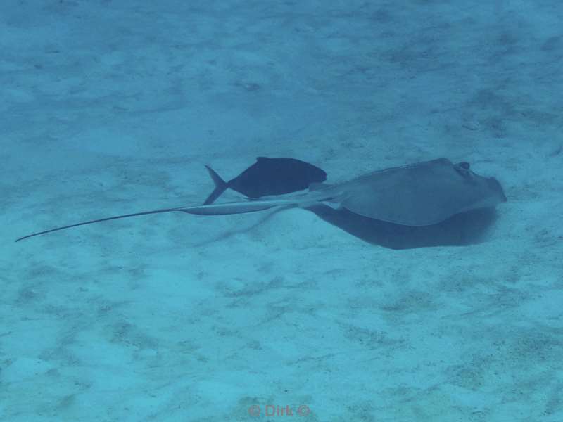 duiken playa del carmen mexico