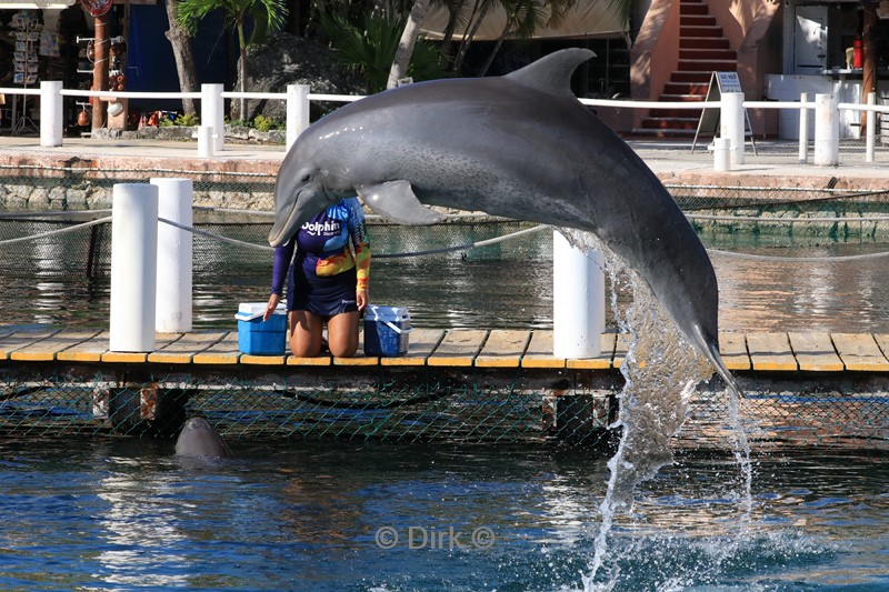 dolfijnen centrum puerto aventuras