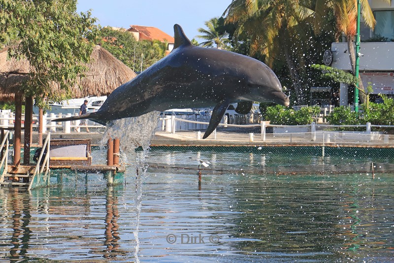 dolfijnen centrum puerto aventuras