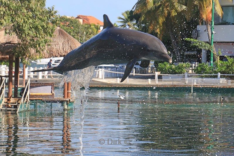 dolfijnen centrum puerto aventuras