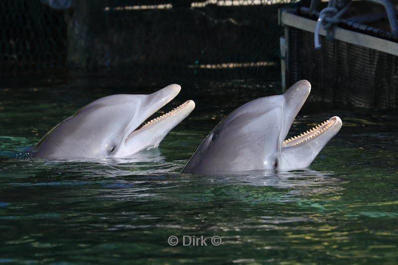 dolfijnen centrum puerto aventuras
