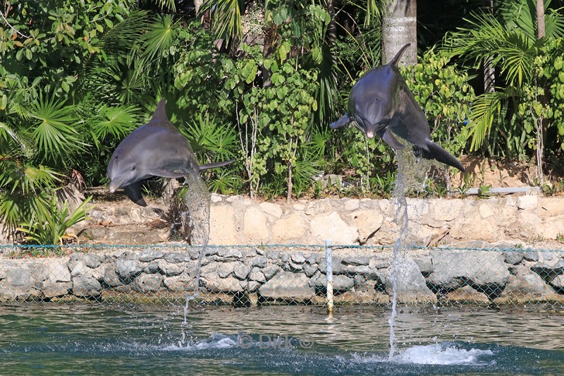 dolfijnen centrum puerto aventuras