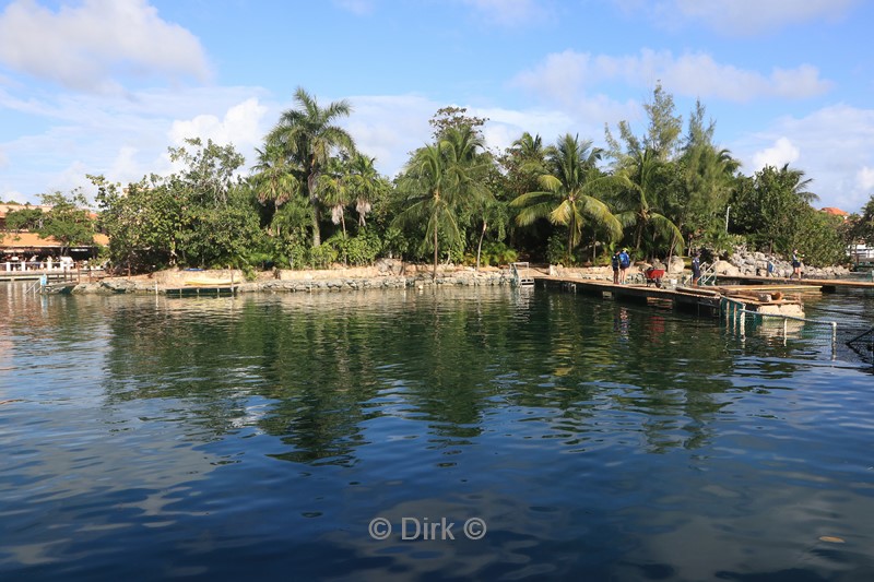 dolfijnen centrum puerto aventuras