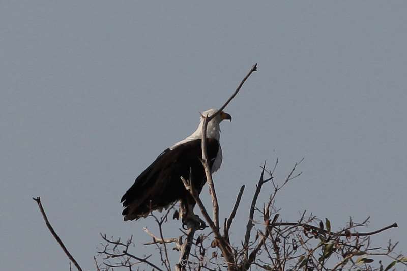 african fish eagle kruger national park south africa