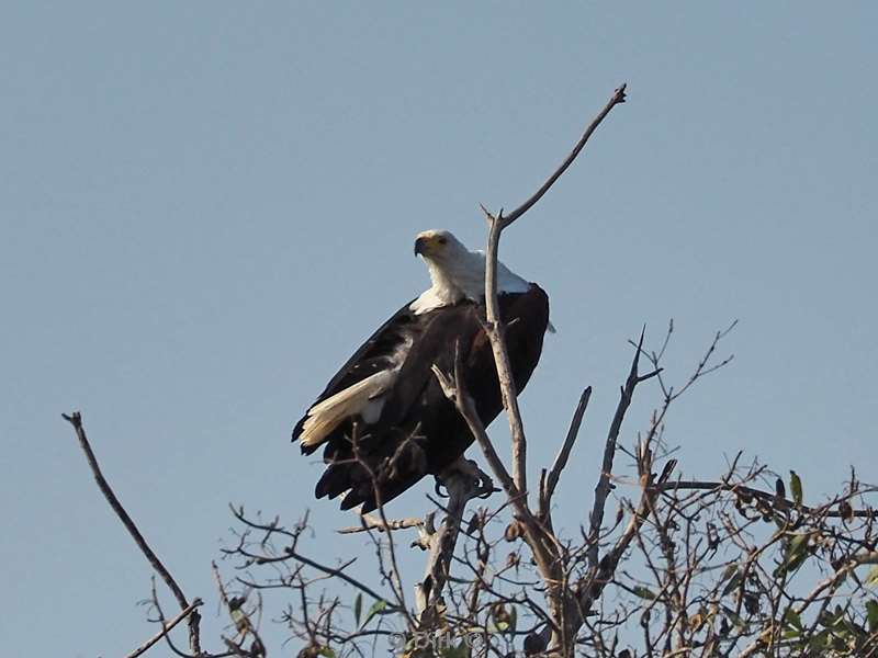 afrikaanse zeearend kruger national park zuid-afrika