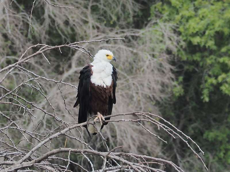 african fish eagle kruger national park south africa