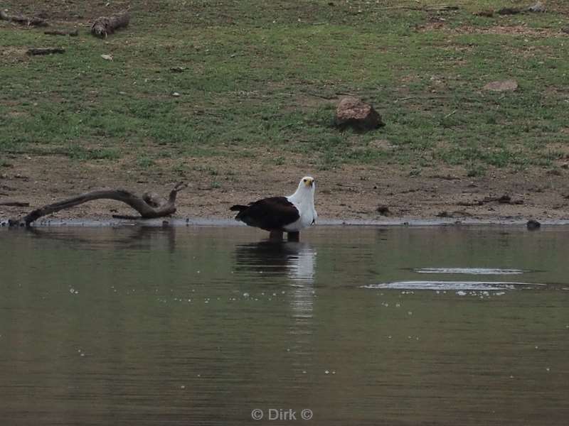 african fish eagle kruger national park south africa