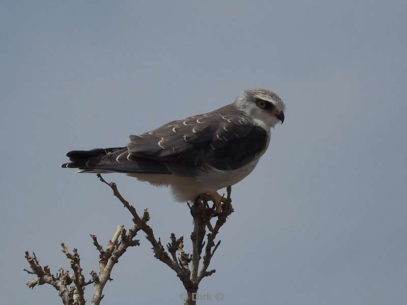 amoer roodpootvalk kruger national park zuid-afrika