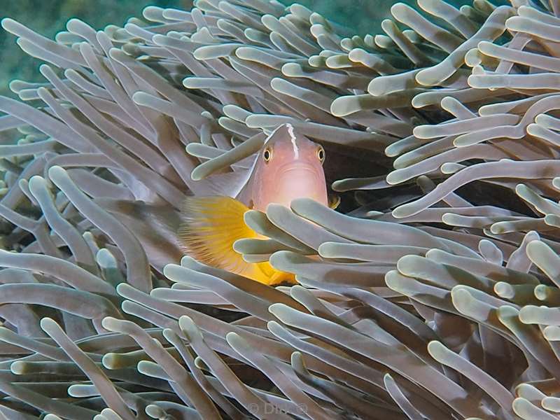 anemone fish