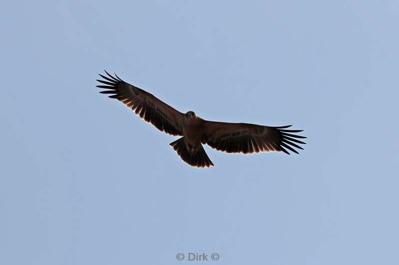 arend kruger national park zuid-afrika