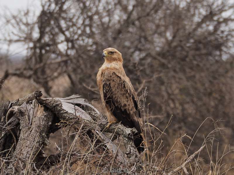 arend kruger national park zuid-afrika