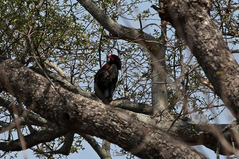 bateleur kruger national park zuid-afrika