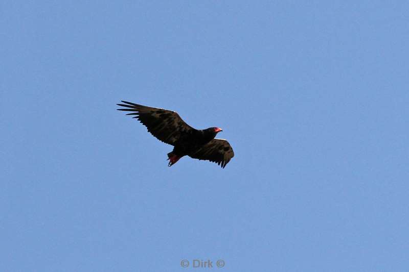 bateleur kruger national park zuid-afrika