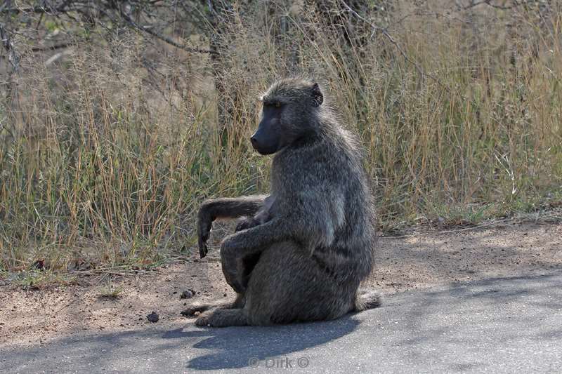 bavianen kruger national park zuid-afrika