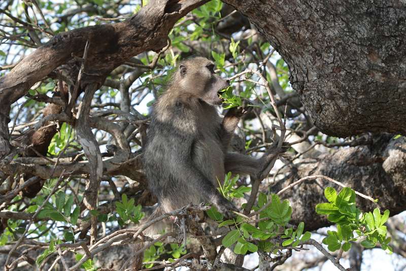 bavianen kruger national park zuid-afrika