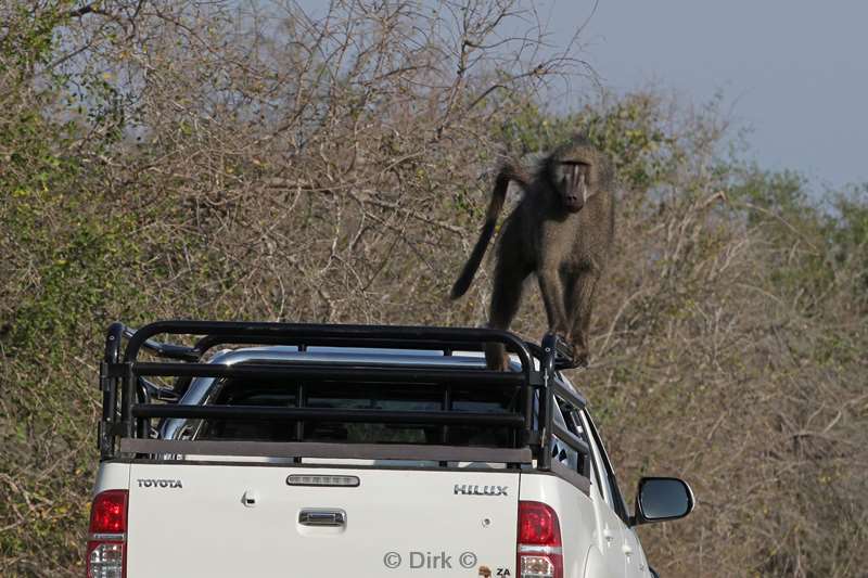 baboons kruger national park south africa