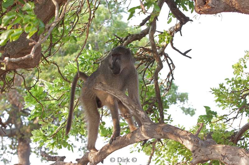 bavianen kruger national park zuid-afrika