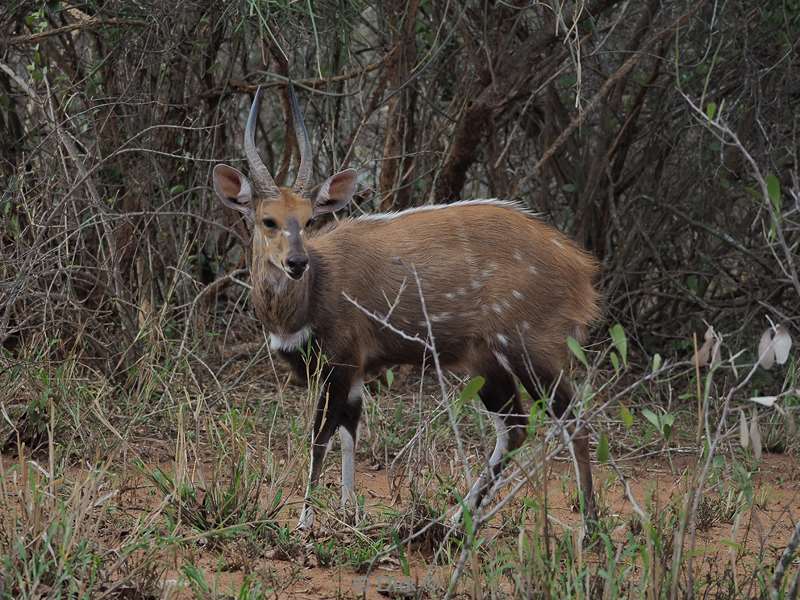 bushbuck kruger national park south africa