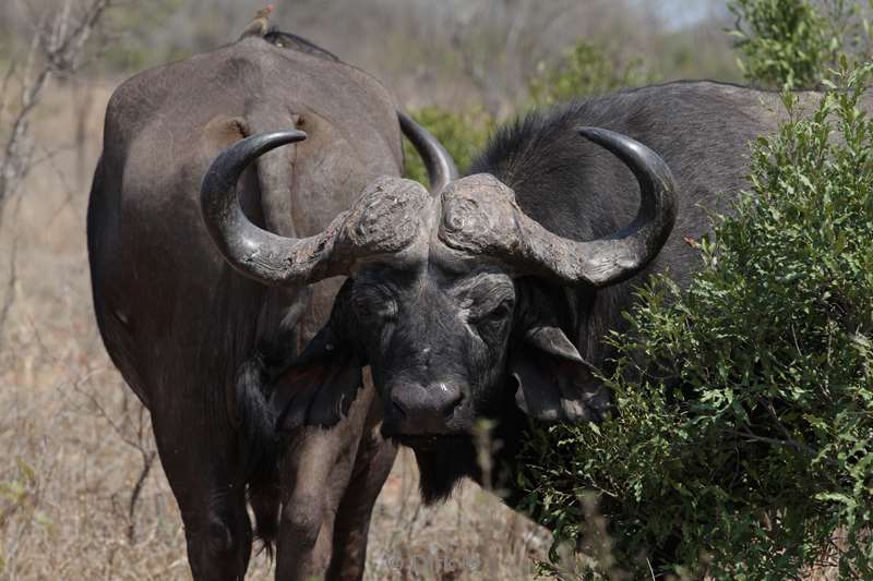 buffalo kruger national park south africa