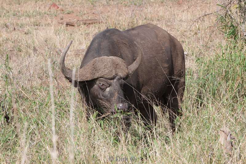 buffel kruger national park zuid-afrika