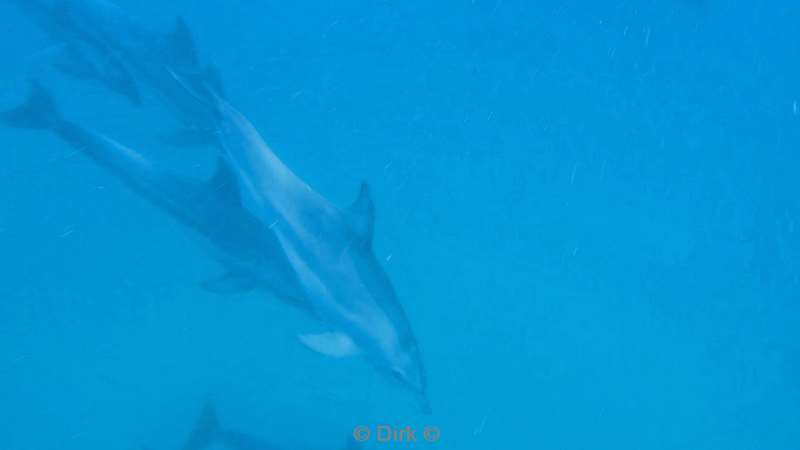 dolphin