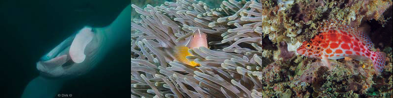 duiken kingfisher manta rif