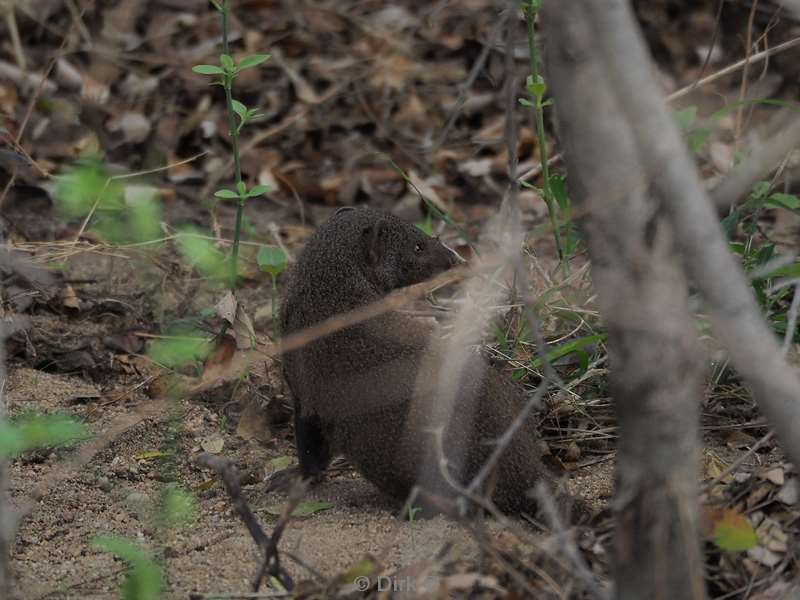 dwarf mongoose kruger national park south africa