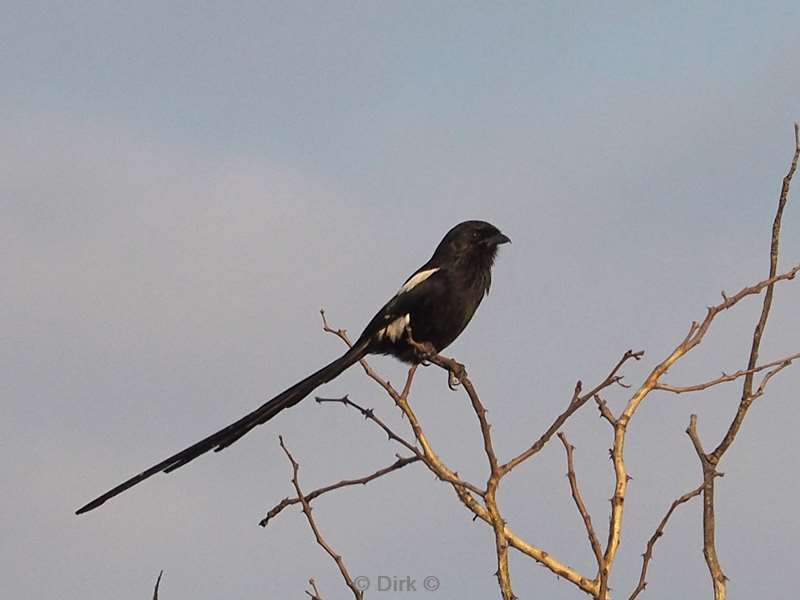 magpie shrike kruger national park south africa