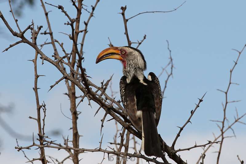 geel snaveltok kruger national park zuid-afrika