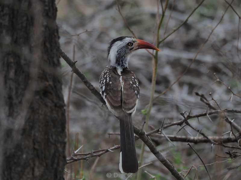 geel naveltok kruger national park zuid-afrika